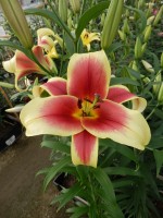 [5182 Flavia No02.JPG]